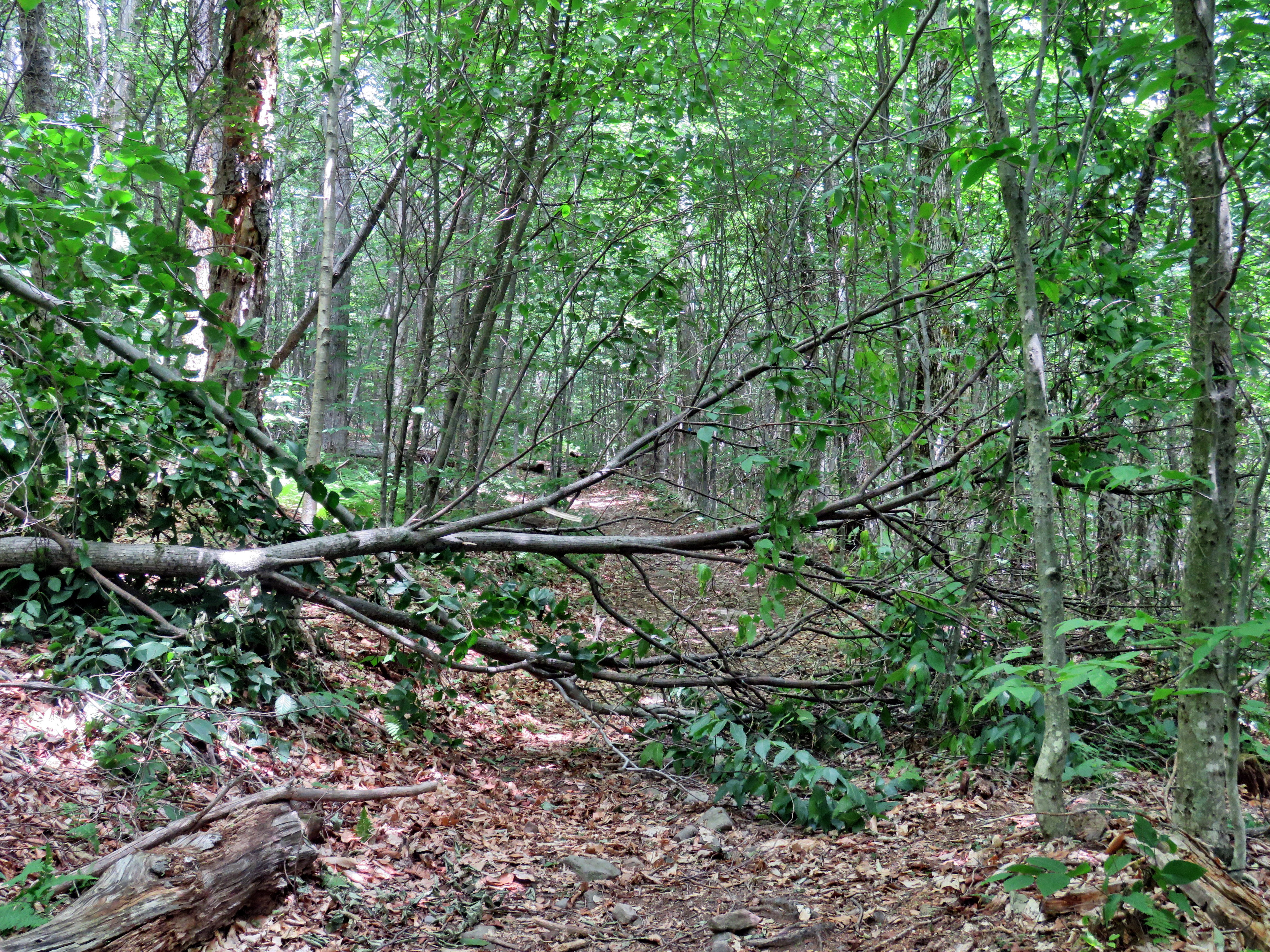 picture taken during a hike