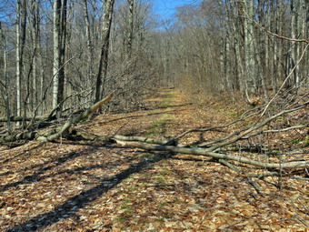 picture taken during a hike