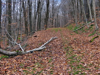 picture taken during a hike