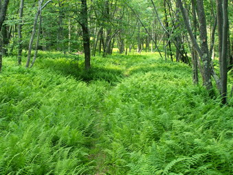 picture taken during a hike