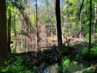 picture taken during a hike