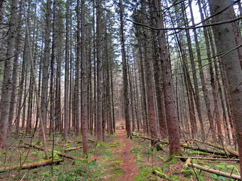 picture taken during a hike